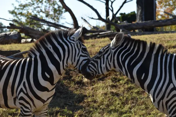 ЛунарСлотс Казино Поддръжка